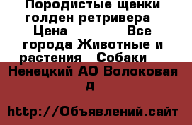 Породистые щенки голден ретривера › Цена ­ 25 000 - Все города Животные и растения » Собаки   . Ненецкий АО,Волоковая д.
